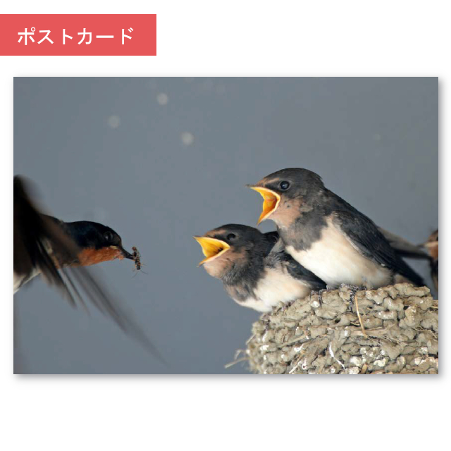 【全種類】探鳥ポストカード 16枚セット