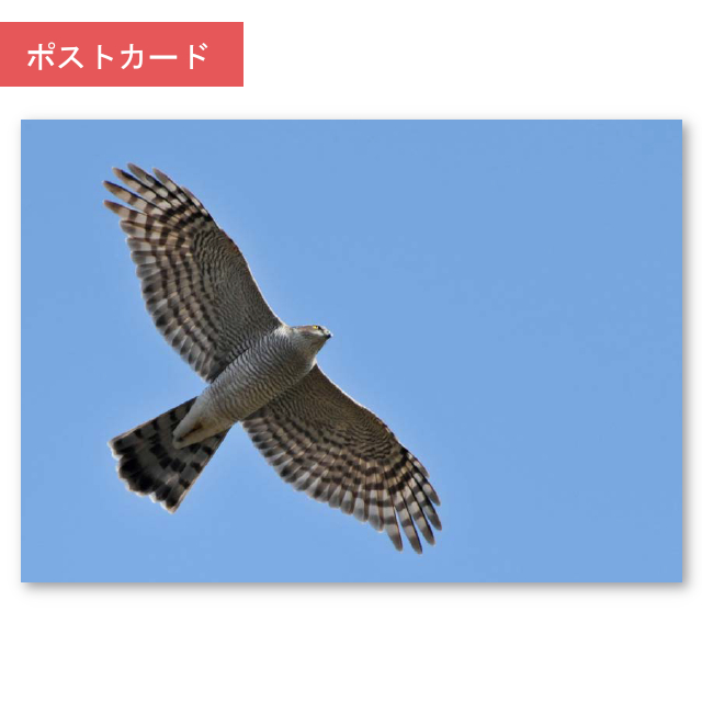 ポストカード　ハイタカ(灰鷹)冬晴れに飛ぶ