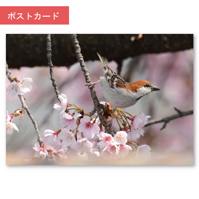 ポストカード　ニュウナイスズメ(入内雀)満開の桜に飛来