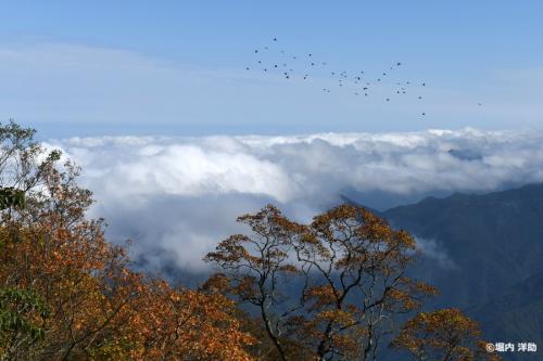 フォトサービス　Z-176　紅葉と雲海の空を渡るヒヨドリの群れ(愛媛県西条市)
