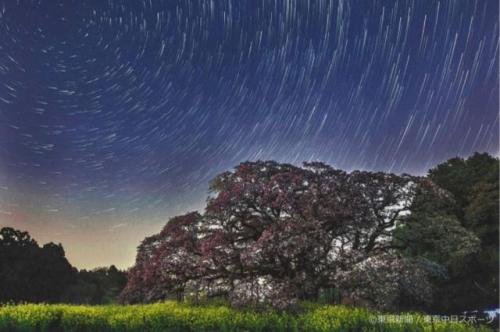 フォトサービス　2022年4月17日　天に星 地には花　吉高の大桜(千葉県印西市)
