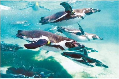 フォトサービス　2023年4月22日「フンボルトペンギン」(葛西臨海水族園 / 東京都江戸川区)