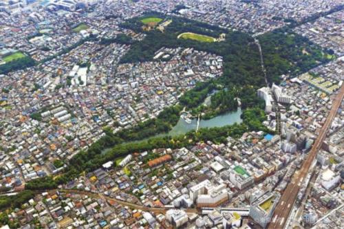 フォトサービス　2021年7月4日　井の頭恩賜公園　渋沢ゆかり　池に憩う