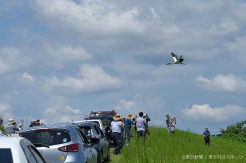フォトサービス　渡良瀬遊水地でコウノトリ巣立つ　2020年8月5日　梅雨明けの夏空を飛ぶ「ひかる」