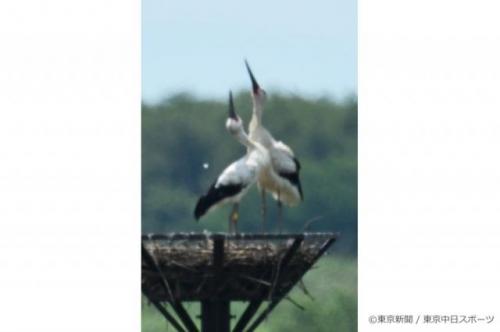 フォトサービス　渡良瀬遊水地でコウノトリ巣立つ　2020年8月5日　求愛のクラッタリングをする「歌」と「ひかる」