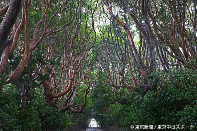 2024年11月24日　樹叢を通って金運祈願　酒列磯前神社(茨城県ひたちなか市)