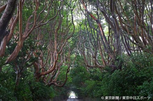 2024年11月24日　樹叢を通って金運祈願　酒列磯前神社(茨城県ひたちなか市)