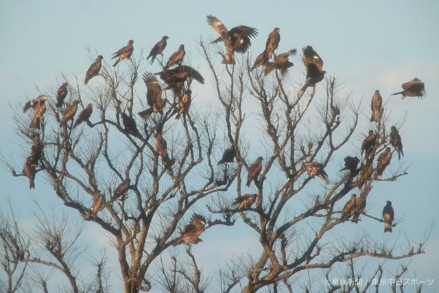 フォトサービス　2004年1月29日　トビ(鳶)　冬枯れの木に群れる