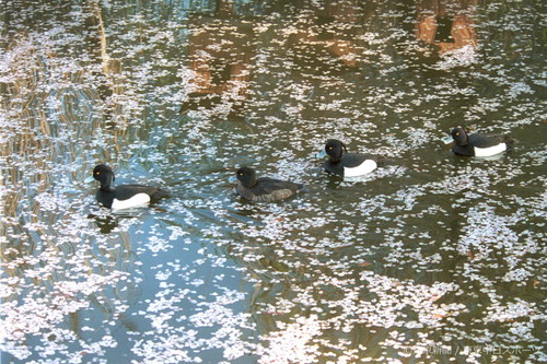 フォトサービス　2004年4月8日　キンクロハジロ(金黒羽白)　桜吹雪の池を泳ぐ