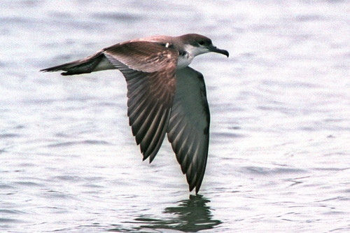 フォトサービス　2004年6月24日　ミナミオナガミズナギドリ(南尾長水薙鳥)　台風と来た珍客