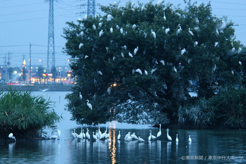 フォトサービス　2004年8月19日　アマサギ(亜麻鷺)、チュウサギ(中鷺)　水辺の木で眠る