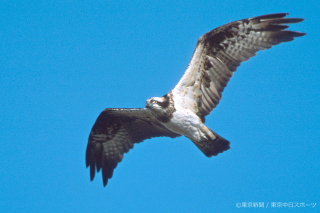 フォトサービス　2004年10月14日　ミサゴ(鶚)　秋晴れに飛ぶタカ