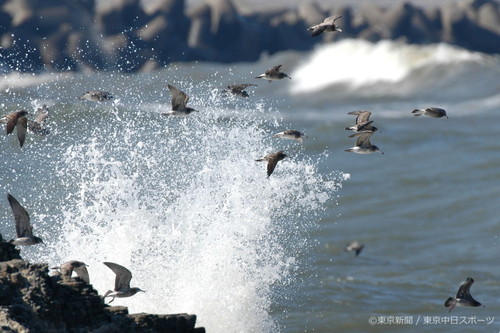 フォトサービス　2004年10月21日　ウミネコ(海猫)　荒海に群れ飛ぶ