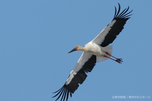 フォトサービス　2005年1月13日　コウノトリ(鸛)　冬の空に舞う