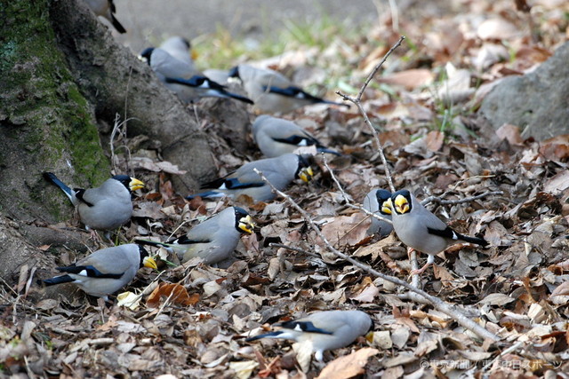 フォトサービス　2005年3月3日　イカル(斑鳩)　木の実をついばむ