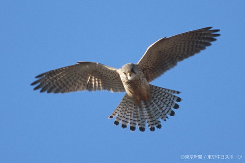 フォトサービス　2005年3月24日　チョウゲンボウ(長元坊)　ひらひらと低空飛翔