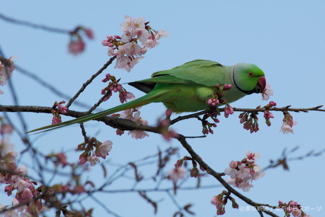 フォトサービス 05年3月31日 ワカケホンセイインコ 輪掛本青鸚哥 蜜を吸う熱帯の鳥 東京新聞オフィシャルショップ