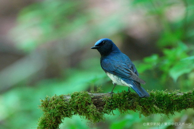 フォトサービス　2005年6月16日　オオルリ(大瑠璃)　森を彩る青い鳥