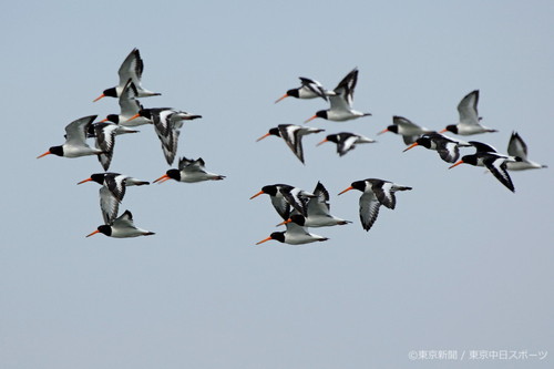 フォトサービス　2005年7月21日　ミヤコドリ(都鳥)　三番瀬で冬鳥越夏