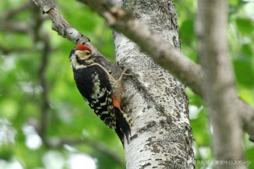 フォトサービス　2005年8月4日　アカゲラ(赤啄木鳥)　夏山の林で餌探し