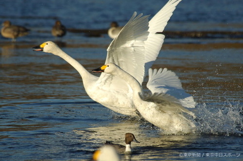 フォトサービス　2005年12月8日　コハクチョウ(小白鳥)　仲良く水面滑走