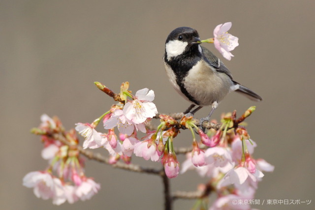 フォトサービス　2006年3月30日　シジュウカラ(四十雀)　桜の蜜を吸う