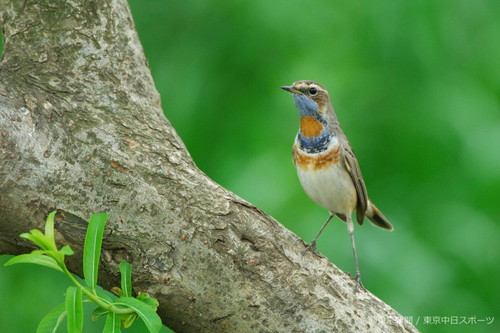 フォトサービス　2006年4月20日　オガワコマドリ(小川駒鳥)　鮮やかな夏羽へ