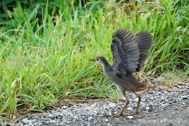 フォトサービス 06年9月14日 シロハラクイナ 白腹秧鶏 羽ばたく幼鳥 東京新聞オフィシャルショップ