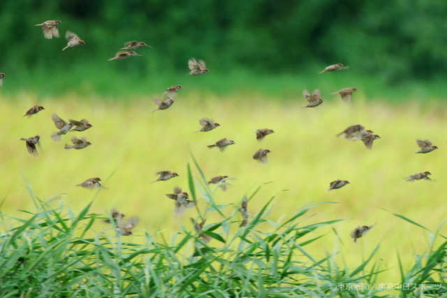 06年9月28日 スズメ 雀 秋の田を飛ぶ群れ 東京新聞オフィシャルショップ