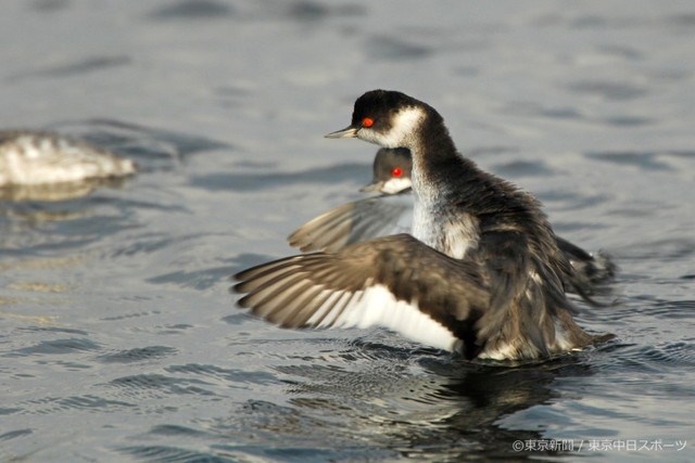 フォトサービス　2006年11月3日　ハジロカイツブリ(羽白鳰)　秋の海に渡来