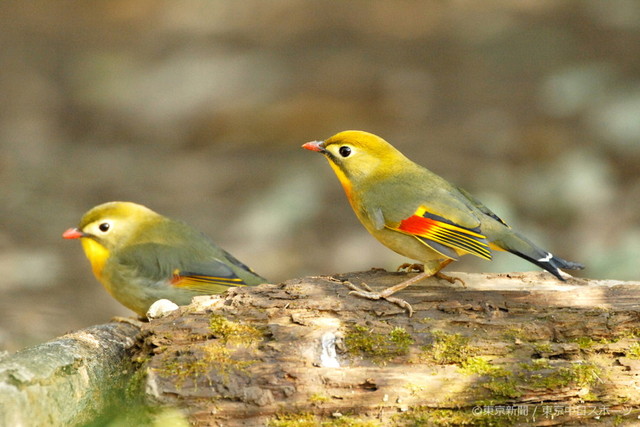 06年12月15日 ソウシチョウ 相思鳥 色鮮やかな外来種 東京新聞オフィシャルショップ