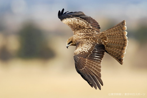 フォトサービス　2007年2月23日　トビ(鳶)　強風に舞う