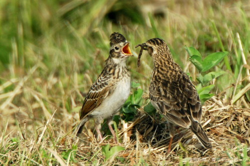 フォトサービス　2007年7月20日　ヒバリ(雲雀)　すくすく育つ幼鳥