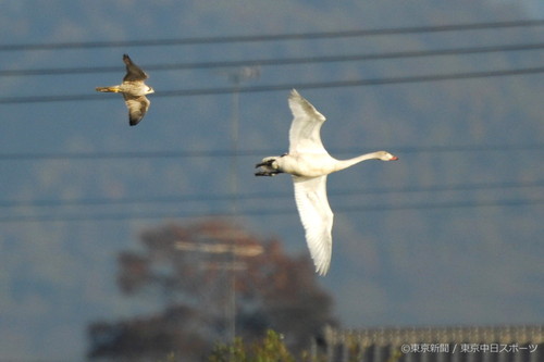 フォトサービス　2007年12月14日　コハクチョウ(小白鳥)　白鳥、危機一髪