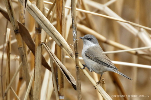 フォトサービス　2008年1月25日　コノドジロムシクイ(小喉白虫喰)　迷鳥、東京に現る