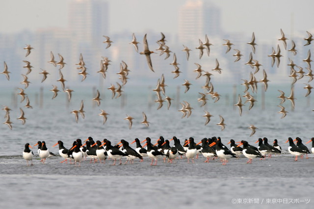 フォトサービス　2008年5月2日　ミヤコドリ(都鳥)　行く春の三番瀬で