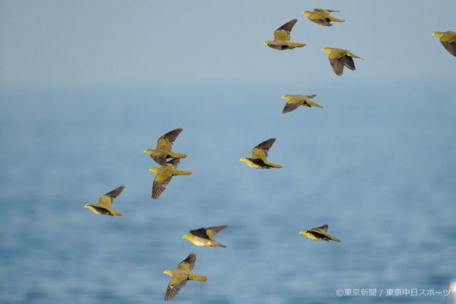 フォトサービス　2008年8月8日　アオバト(緑鳩)　夏の海を飛ぶ