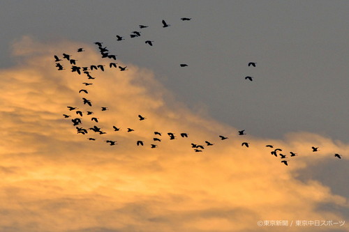 フォトサービス　2008年10月17日　チュウサギ(中鷺)　秋の夕焼けに飛ぶ