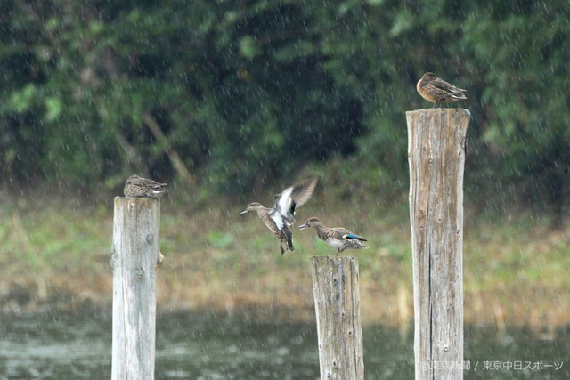 フォトサービス　2008年10月31日　コガモ(小鴨)　秋雨の降る池で