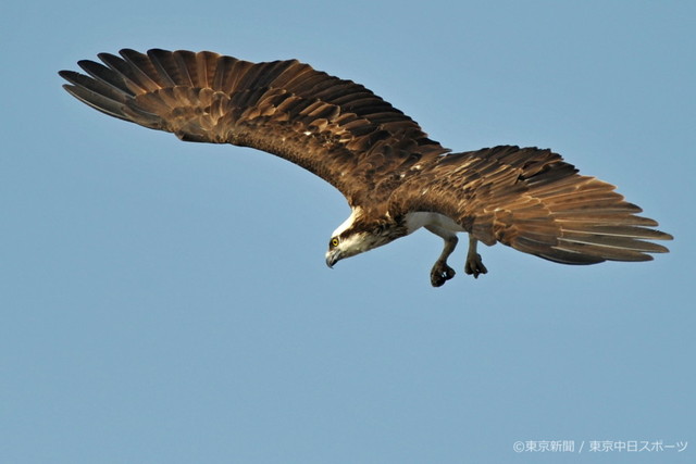 フォトサービス　2008年12月12日　ミサゴ(鶚)　冬空の下　魚を探す