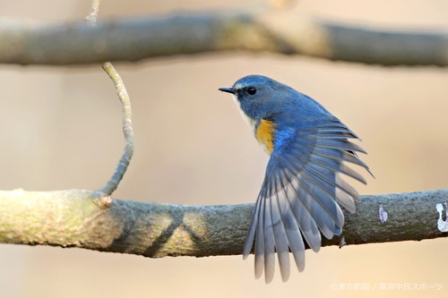 フォトサービス　2009年1月16日　ルリビタキ(瑠璃鶲)　翼を広げる青い鳥