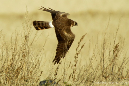 フォトサービス　2009年2月20日　ウスハイイロチュウヒ(薄灰色沢〓)　日本で初撮影の珍鳥