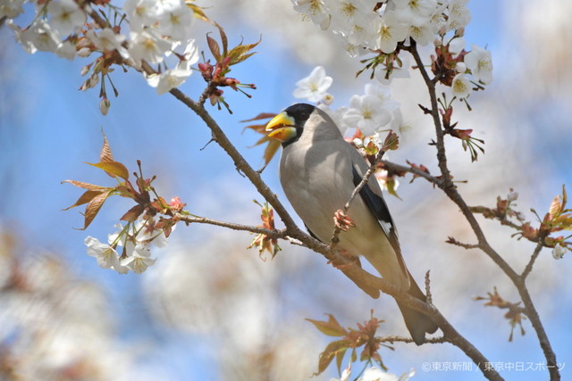09年4月10日 イカル 鵤 満開の桜で一休み 東京新聞オフィシャルショップ