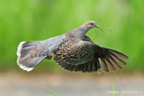 フォトサービス　2009年6月26日　キジバト(雉鳩)　巣材運び　大忙し