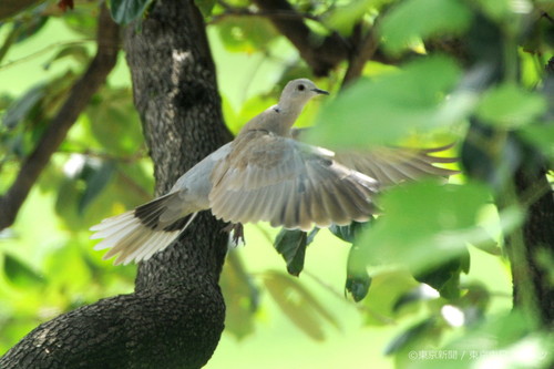 フォトサービス　2009年8月21日　シラコバト(白子鳩)　残暑の木陰で