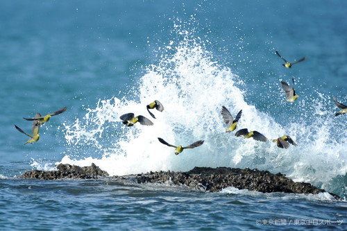 フォトサービス　2009年9月11日　アオバト(緑鳩)　海水を飲みに飛来