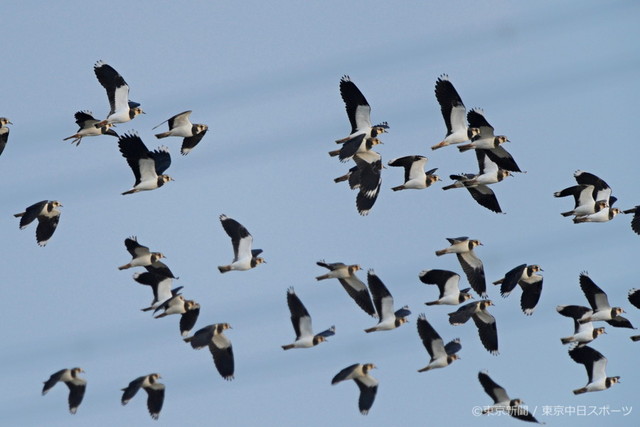 フォトサービス　2009年11月20日　タゲリ(田鳧)　晩秋の空を飛翔