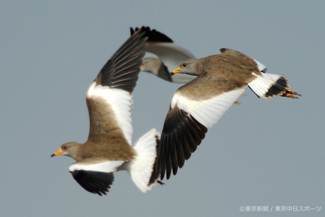 フォトサービス　2009年12月11日　ケリ(鳧)　冬の空を飛ぶ群れ