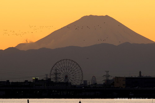 フォトサービス　2010年1月15日　ユリカモメ(百合鴎)　初富士に飛ぶ群れ