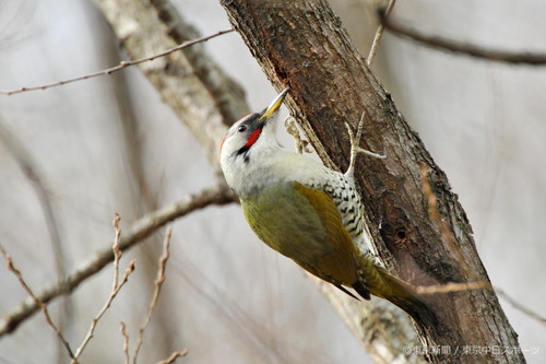 フォトサービス　2010年1月22日　アオゲラ(緑啄木鳥)　冬木で餌を探す